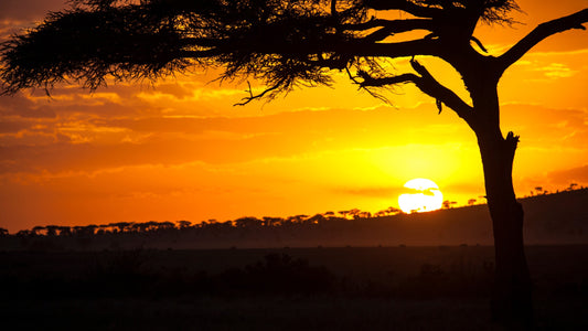 African Sunrise - Utsene